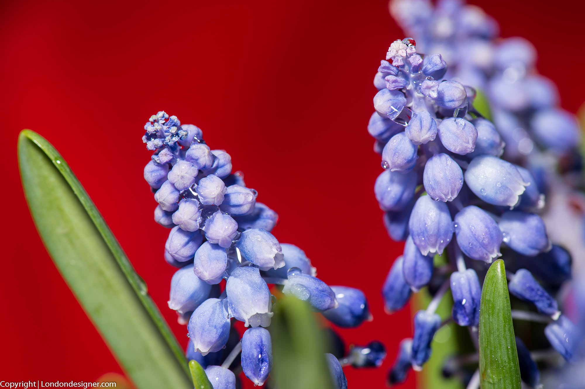 Read more about the article Muscari ‘Grape Hyacinth’