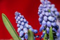 Muscari \'Grape Hyacinth\'