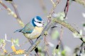 The Blue Tit