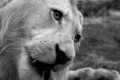 White Lion